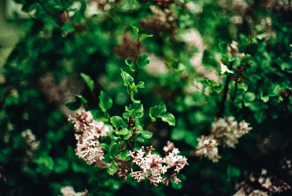 CineStill Film 50Daylight Xpro C-41 Color Negative Film (35mm Roll Film, 36 Exposures) - Victory Camera