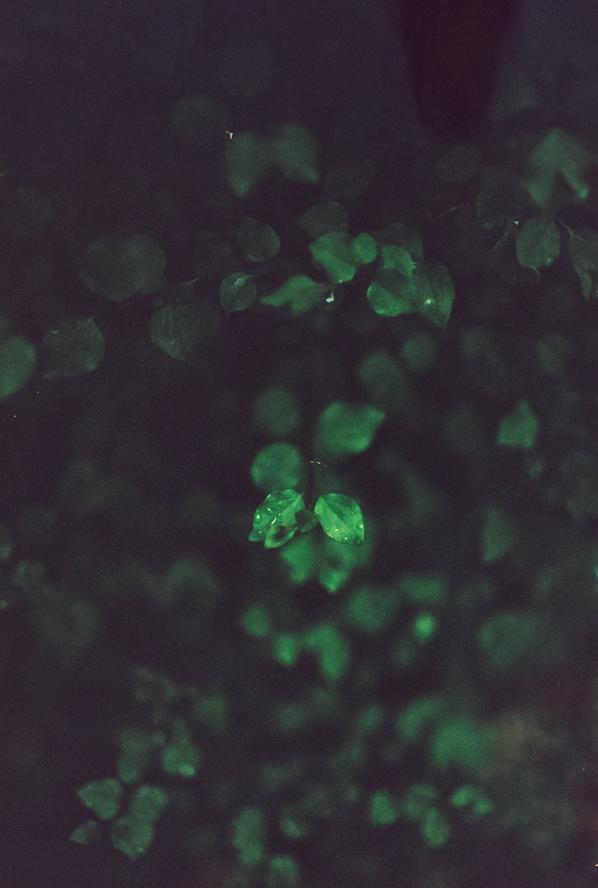 CineStill Film 50Daylight Xpro C-41 Color Negative Film (35mm Roll Film, 36 Exposures) - Victory Camera