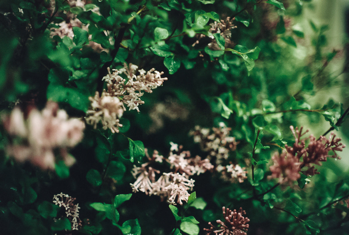 CineStill Film 50Daylight Xpro C-41 Color Negative Film (35mm Roll Film, 36 Exposures) - Victory Camera