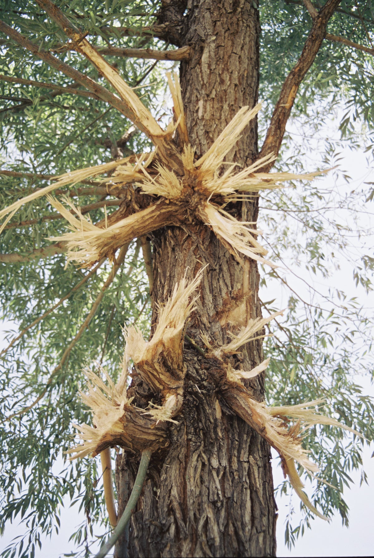 CineStill Film 50Daylight Xpro C-41 Color Negative Film (35mm Roll Film, 36 Exposures) - Victory Camera