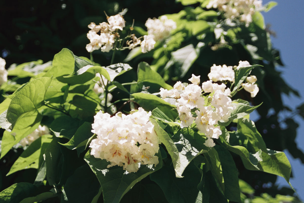 CineStill Film 50Daylight Xpro C-41 Color Negative Film (35mm Roll Film, 36 Exposures) - Victory Camera