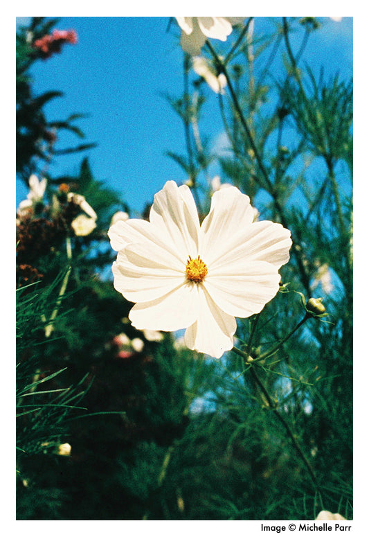 HARMAN technology Phoenix 125 Color Negative Film (35mm, 36 Exposures) - Victory Camera