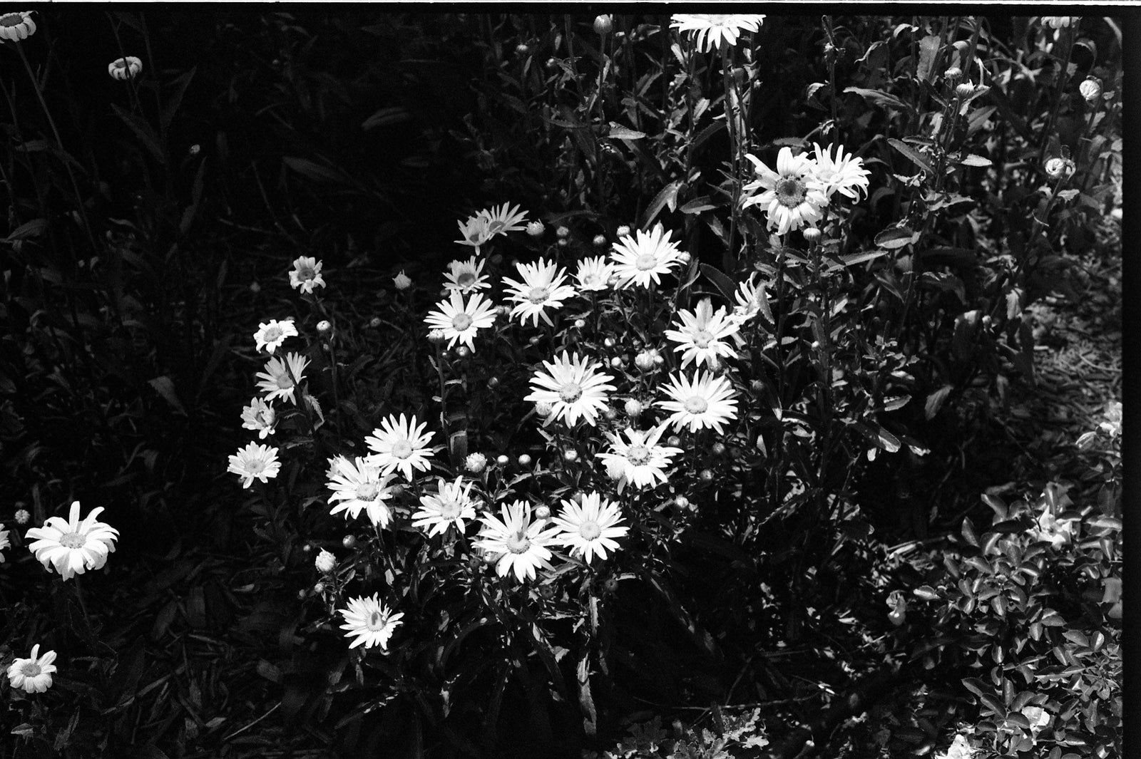 My first week with 35mm - by Lauren Runquist