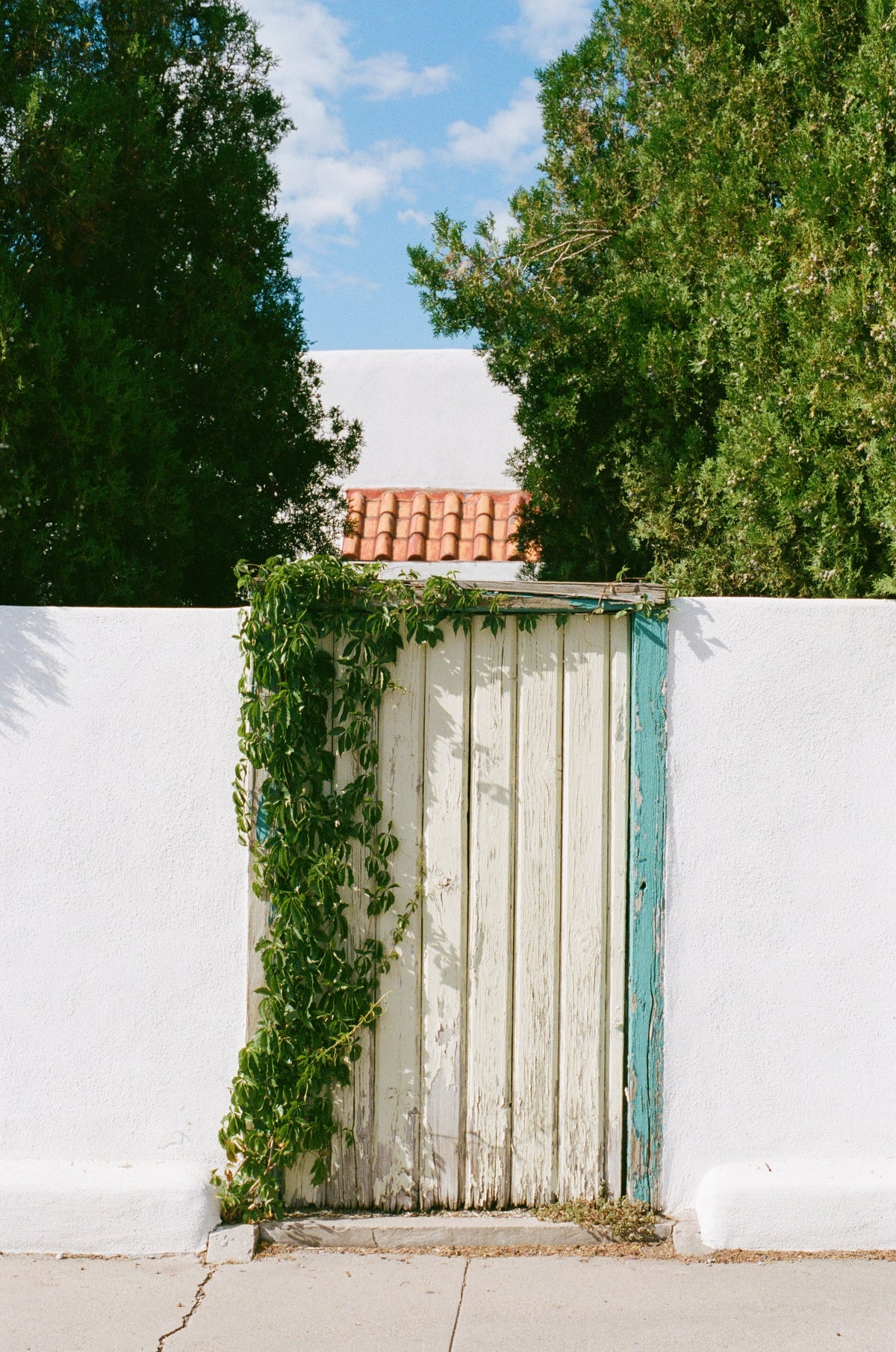 Kodak Professional Portra 400 Color Negative Film (One 35mm Roll Film, 36 Exposures) - Victory Camera