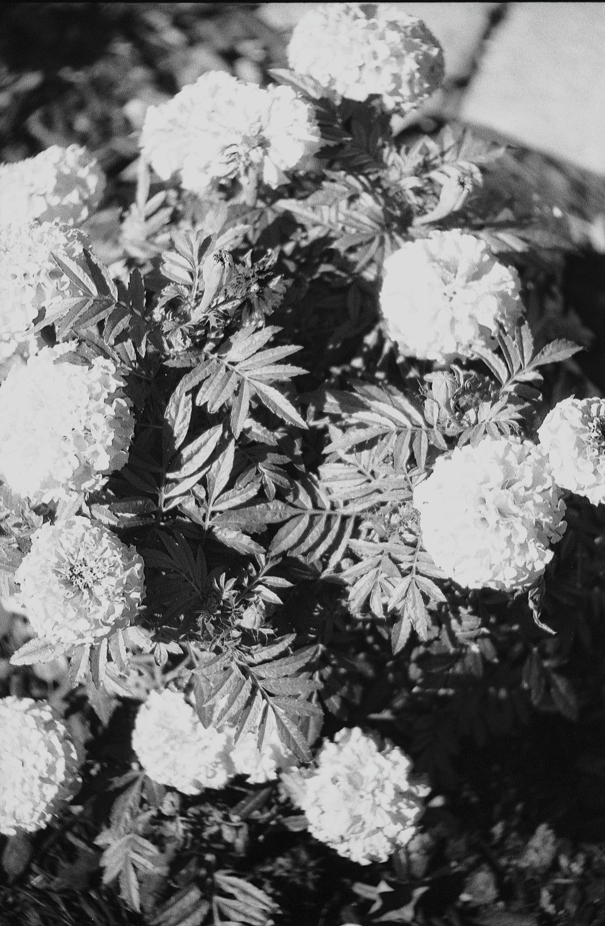 Kentmere PAN 200 Black &amp; White Negative Film (35mm Roll Film, 36 Exposures) - Victory Camera
