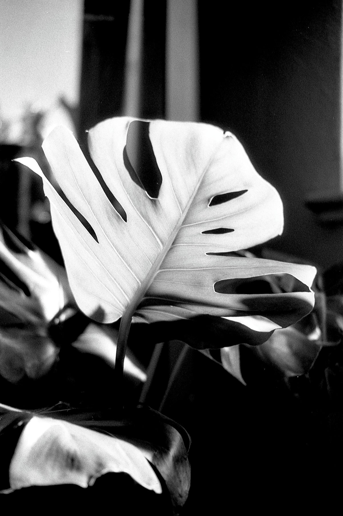 Kentmere PAN 200 Black &amp; White Negative Film (35mm Roll Film, 36 Exposures) - Victory Camera