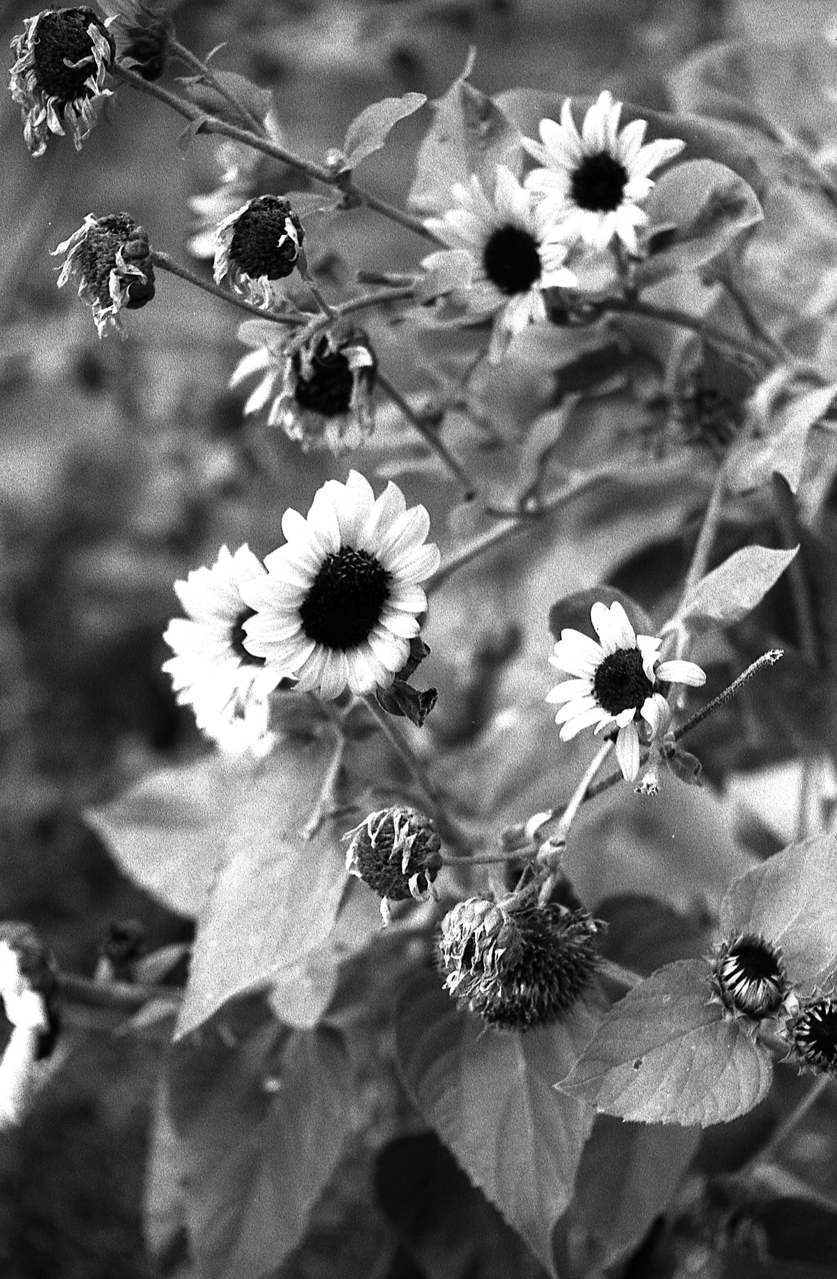 Kentmere PAN 200 Black &amp; White Negative Film (35mm Roll Film, 36 Exposures) - Victory Camera