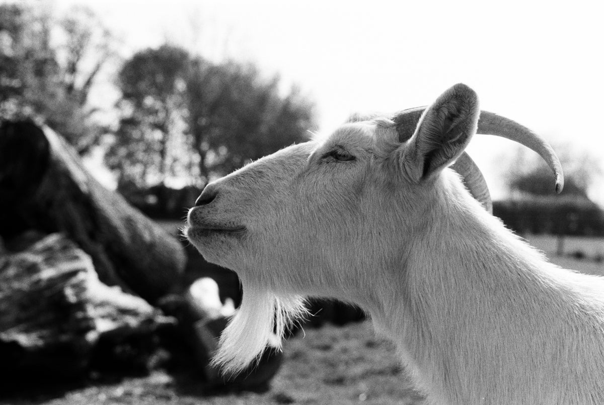 Ilford FP4 PLUS 125 Black & White Negative Film (35mm, 36 Exposures) - Victory Camera