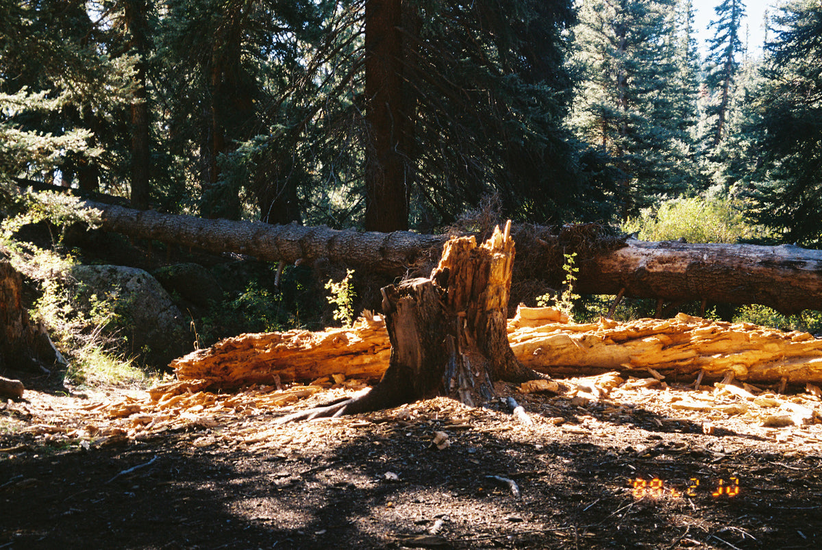 Fuji Film 400 35mm (1 Roll) - Victory Camera