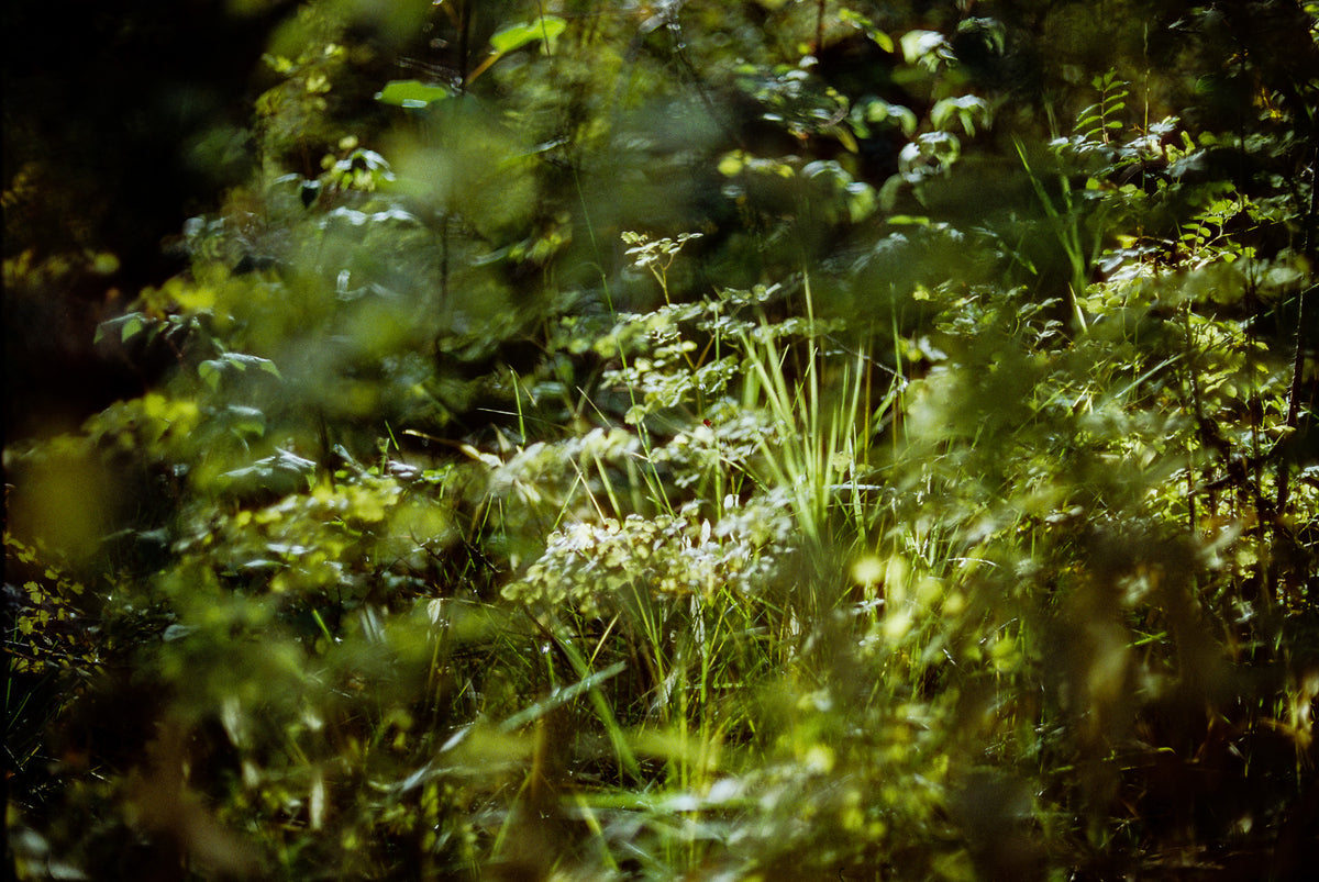 CineStill 400D Dynamic Color Negative Film (35mm Roll Film, 36 Exposures) - Victory Camera