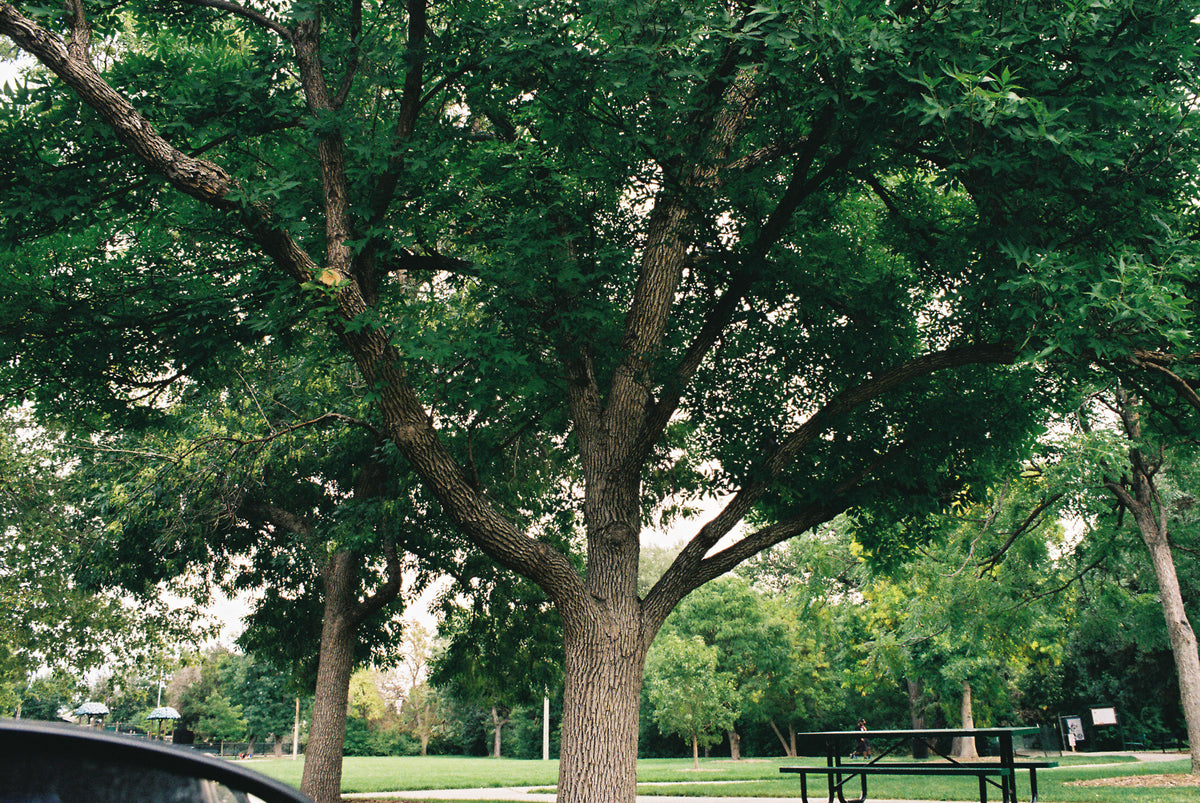 Fuji Film 200 35mm (1 Roll) - Victory Camera