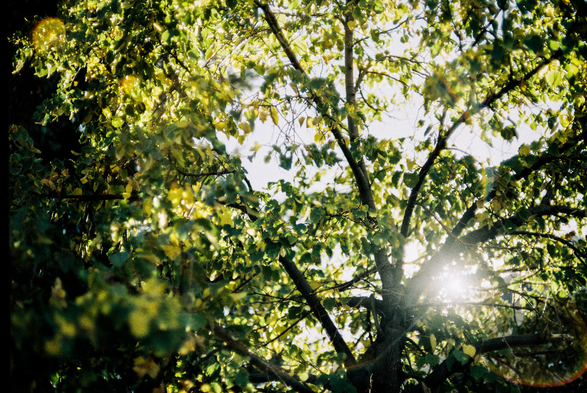 Kodak ColorPlus 200 Color Negative Film (35mm Roll Film, 36 Exposures) - Victory Camera