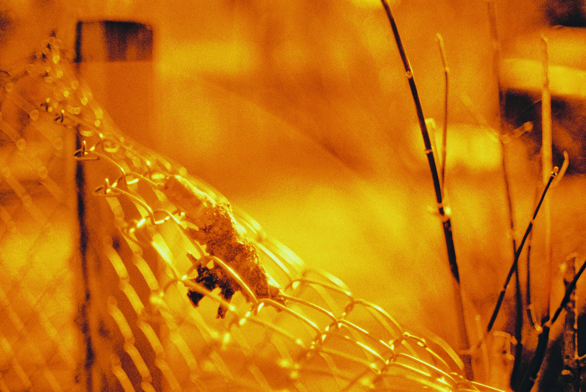 HARMAN technology Red 125 Redscale Color Negative Film (35mm Roll Film, 36 Exposures) - Victory Camera