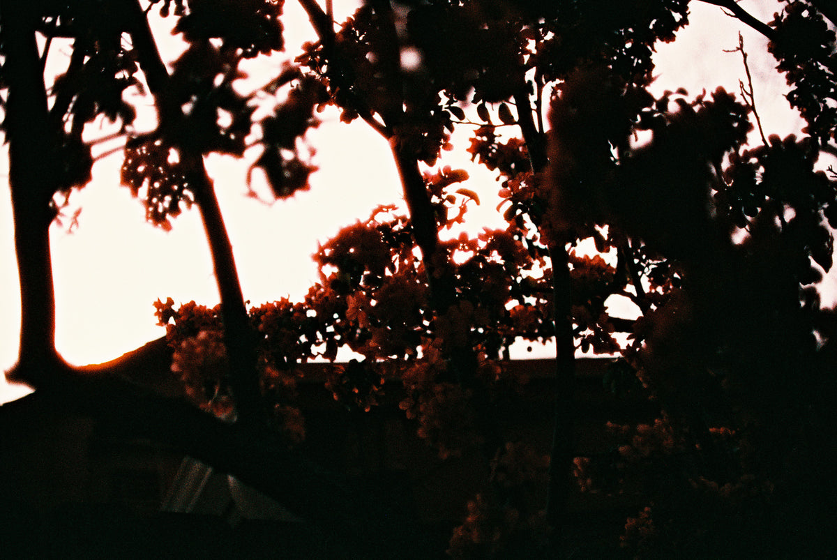 Harman Phoenix 200 35mm Color Film -36 exp.- - Victory Camera