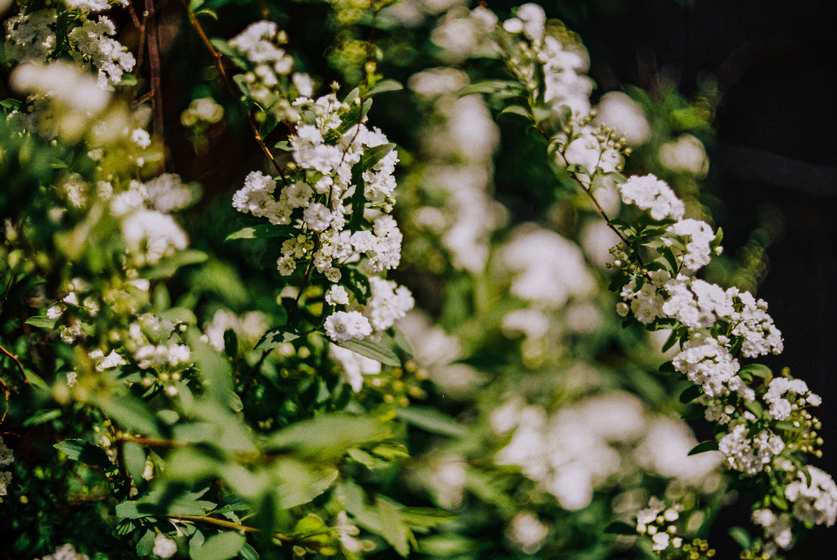 Flic Film Aurora 400 Color Negative Film (35mm Roll Film, 36 Exposures) - Victory Camera