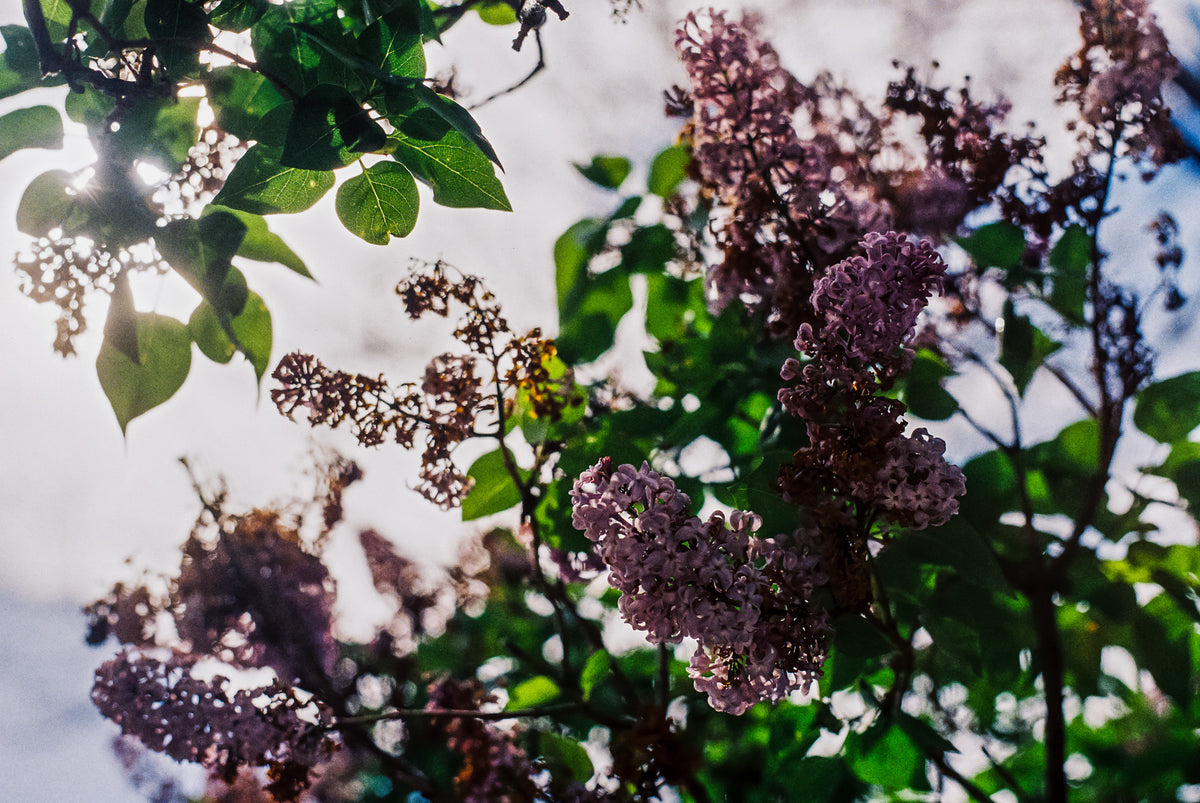 Flic Film Aurora 400 Color Negative Film (35mm Roll Film, 36 Exposures) - Victory Camera