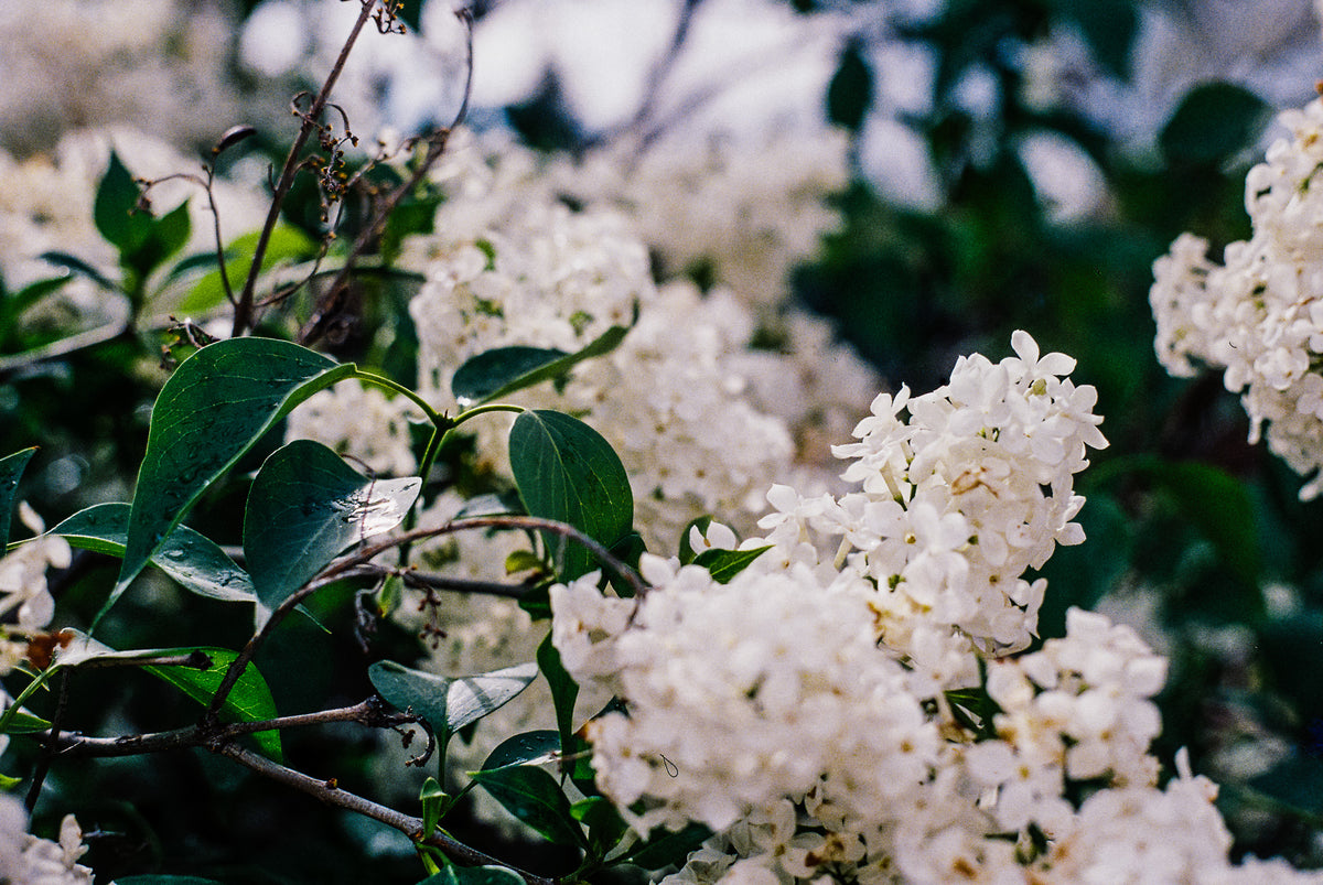 Flic Film Aurora 400 Color Negative Film (35mm Roll Film, 36 Exposures) - Victory Camera