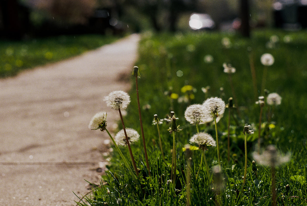 Flic Film Aurora 400 Color Negative Film (35mm Roll Film, 36 Exposures) - Victory Camera