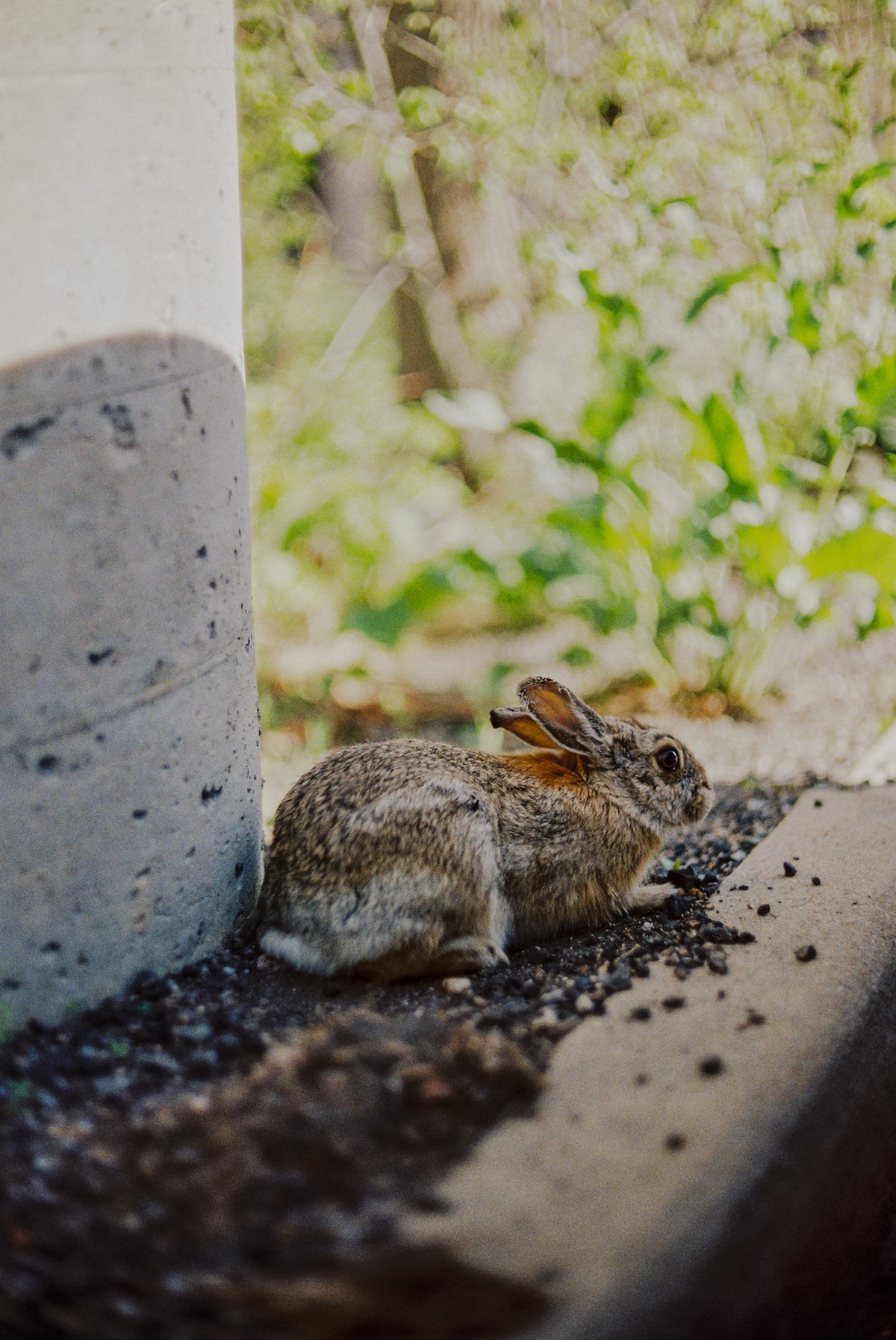 Flic Film Aurora 400 Color Negative Film (35mm Roll Film, 36 Exposures) - Victory Camera