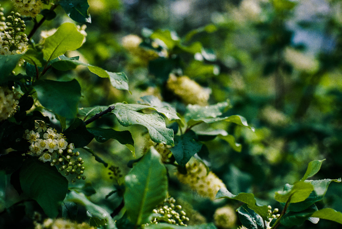 Flic Film Aurora 400 Color Negative Film (35mm Roll Film, 36 Exposures) - Victory Camera