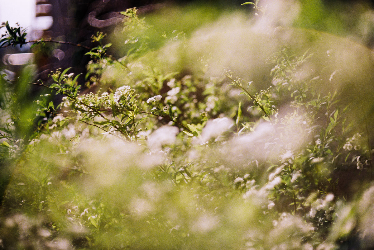 Flic Film Aurora 400 Color Negative Film (35mm Roll Film, 36 Exposures) - Victory Camera