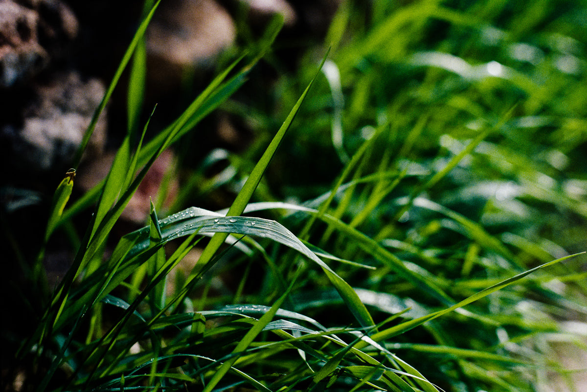 Flic Film Aurora 400 Color Negative Film (35mm Roll Film, 36 Exposures) - Victory Camera