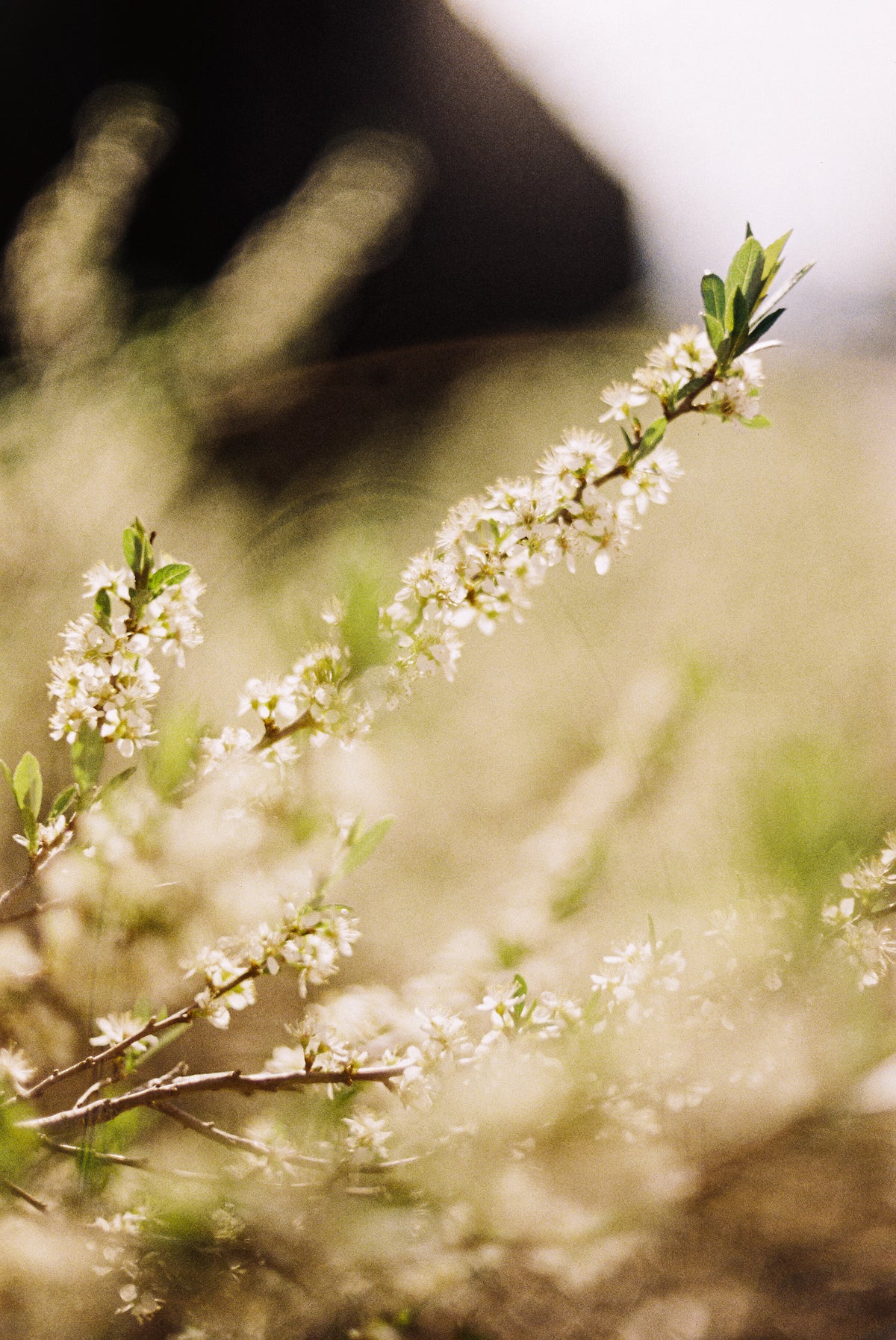 Flic Film Aurora 400 Color Negative Film (35mm Roll Film, 36 Exposures) - Victory Camera