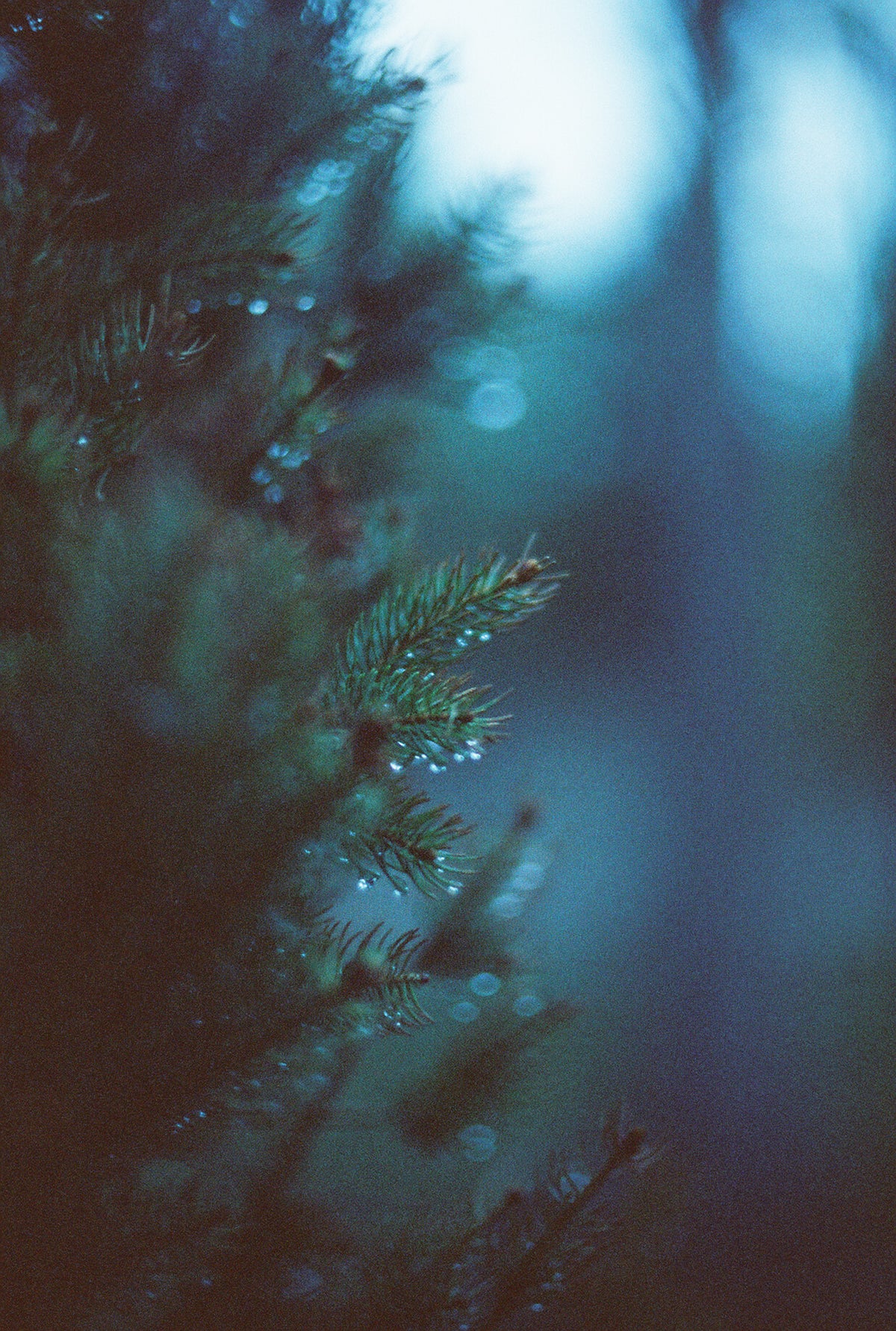 CineStill Film 800T Tungsten Xpro C-41 Color Negative Film (35mm Roll Film, 36 Exposures) - Victory Camera