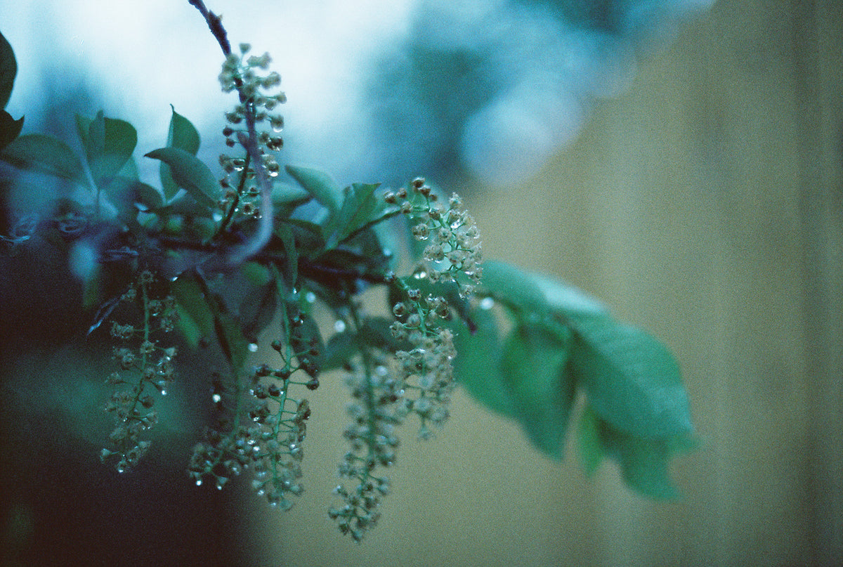 CineStill Film 800T Tungsten Xpro C-41 Color Negative Film (35mm Roll Film, 36 Exposures) - Victory Camera