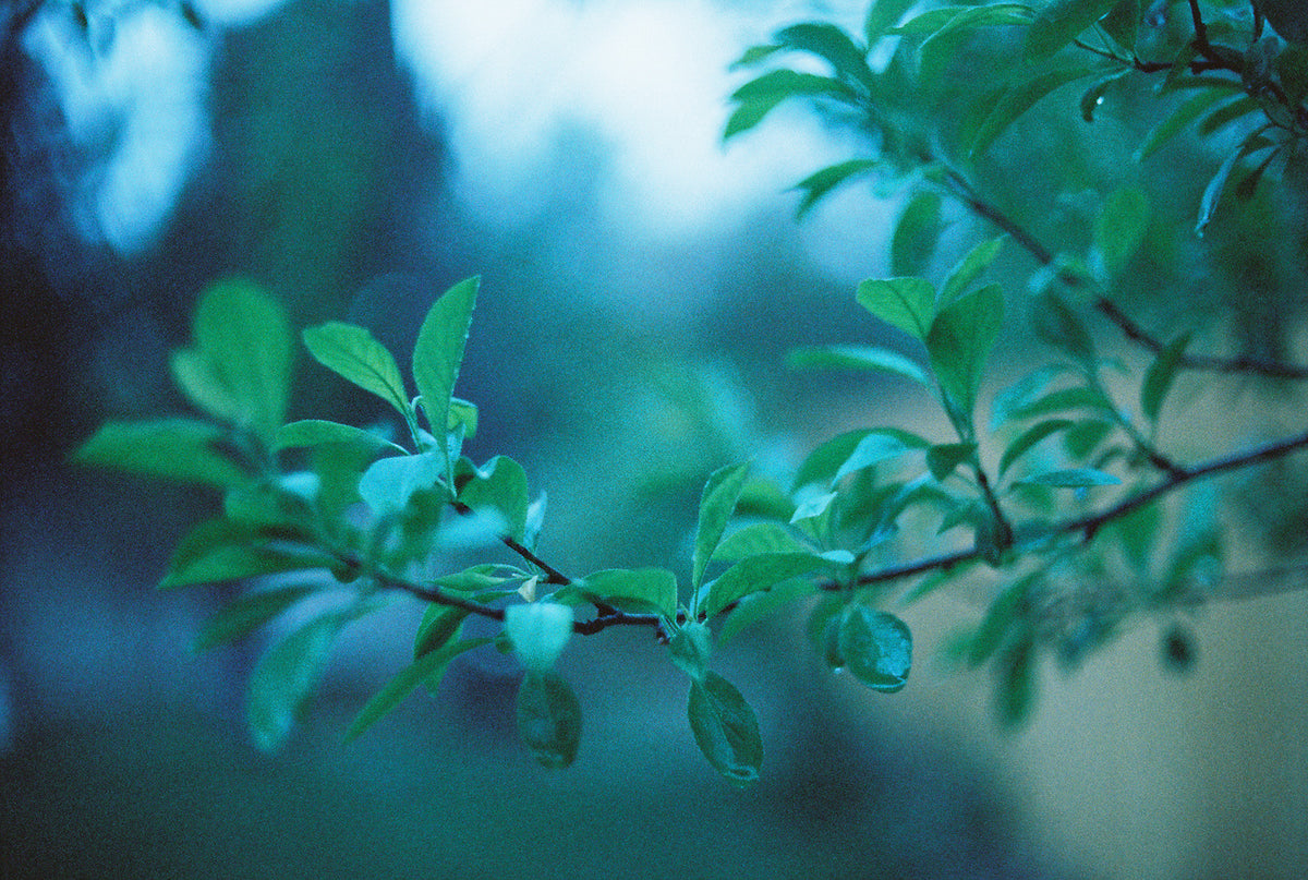 CineStill Film 800T Tungsten Xpro C-41 Color Negative Film (35mm Roll Film, 36 Exposures) - Victory Camera