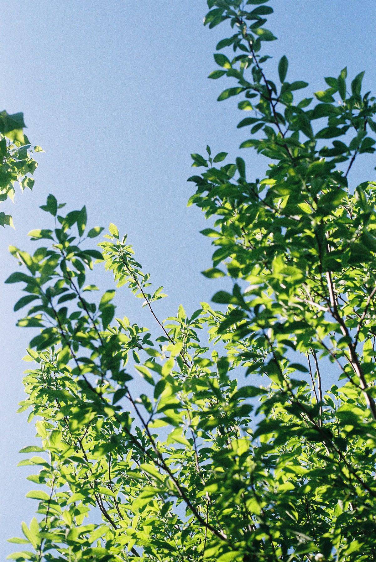 Kodak ColorPlus 200 Color Negative Film (35mm Roll Film, 36 Exposures) - Victory Camera