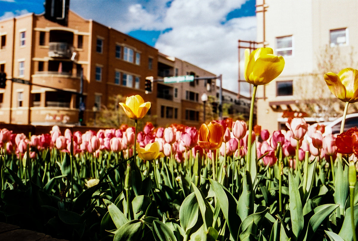 CineStill 400D Dynamic Color Negative Film (35mm Roll Film, 36 Exposures) - Victory Camera