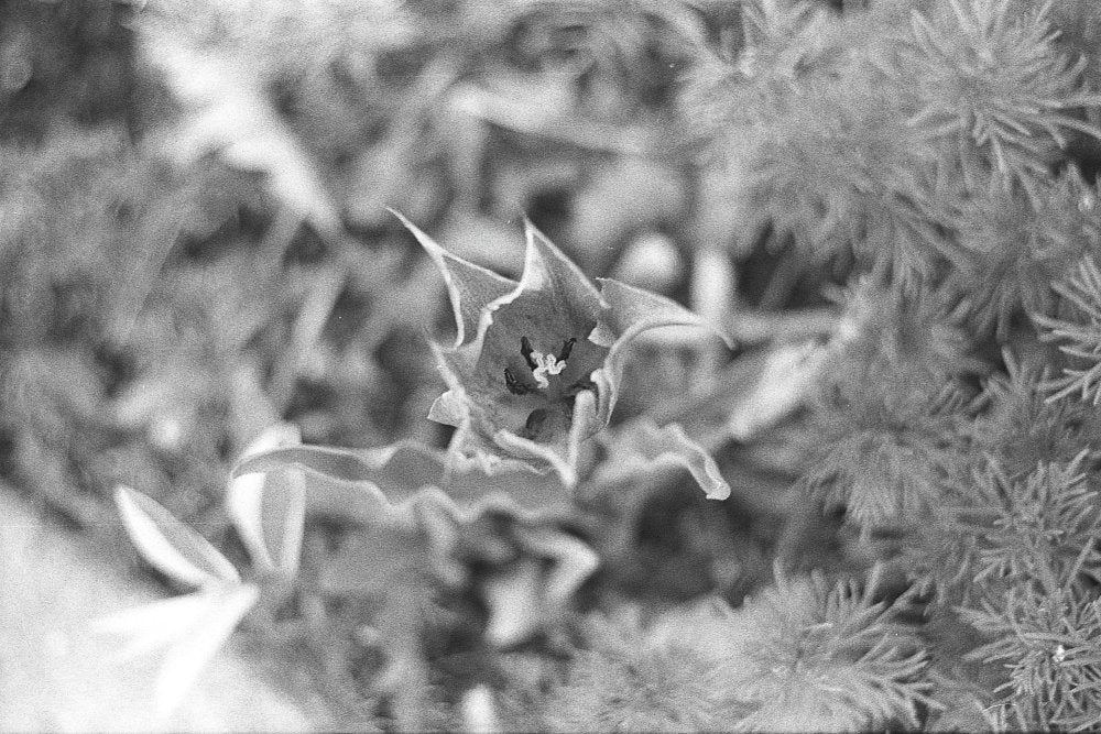 Flic Film Kodak Double-X Black & White Negative Film (35mm, 36 Exposures)