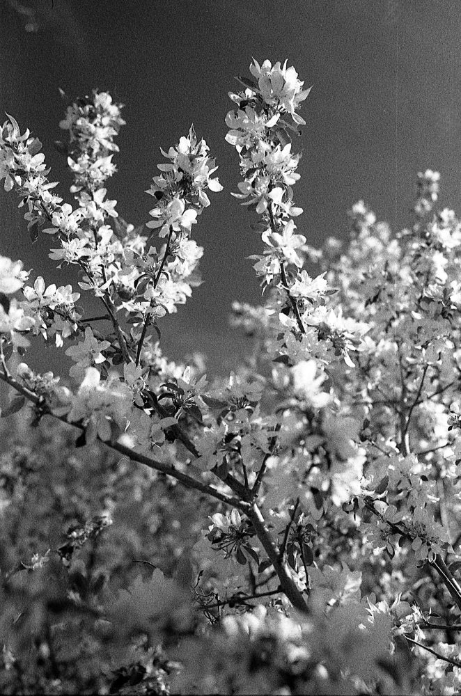 Flic Film Kodak Double-X Black & White Negative Film (35mm, 36 Exposures)