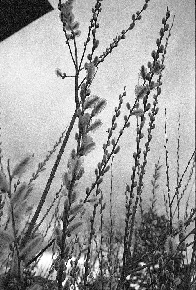 Flic Film Kodak Double-X Black & White Negative Film (35mm, 36 Exposures)