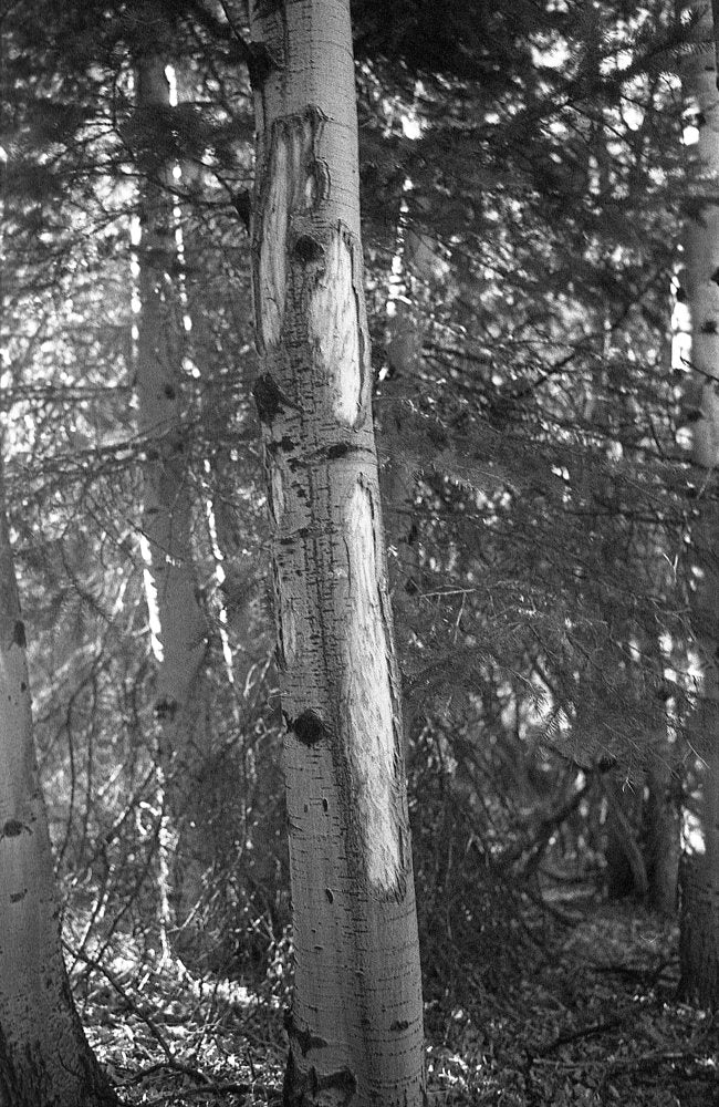 Flic Film Kodak Double-X Black & White Negative Film (35mm, 36 Exposures)