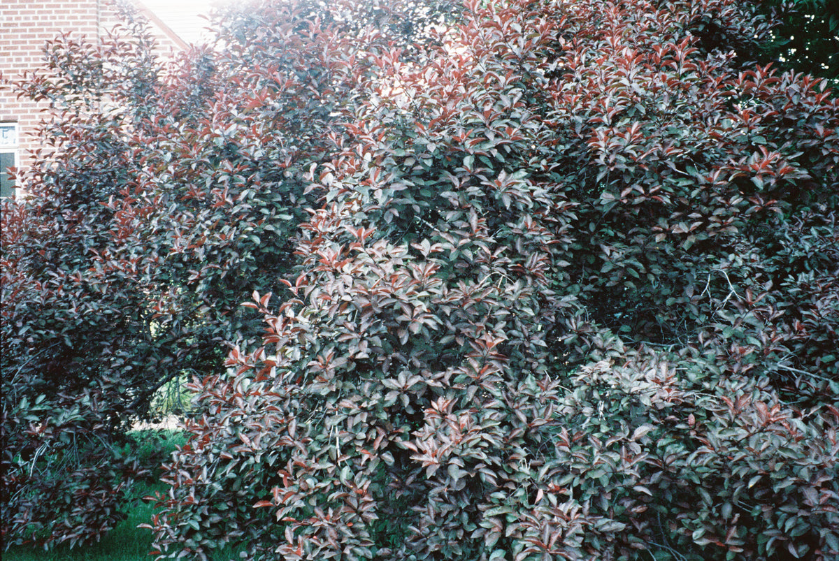 CineStill Film 800T Tungsten Xpro C-41 Color Negative Film (35mm Roll Film, 36 Exposures) - Victory Camera