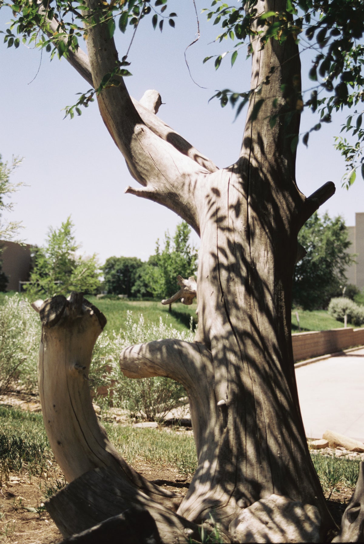 CineStill Film 50Daylight Xpro C-41 Color Negative Film (35mm Roll Film, 36 Exposures) - Victory Camera