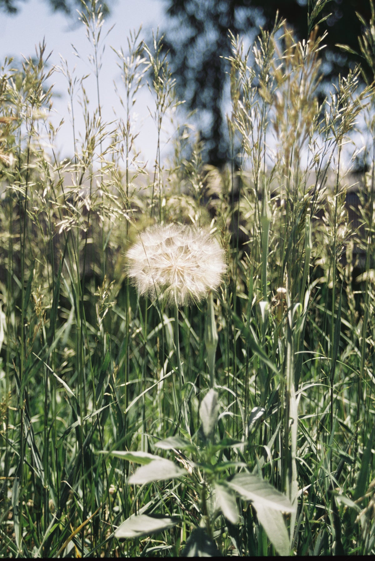 CineStill Film 50Daylight Xpro C-41 Color Negative Film (35mm Roll Film, 36 Exposures) - Victory Camera