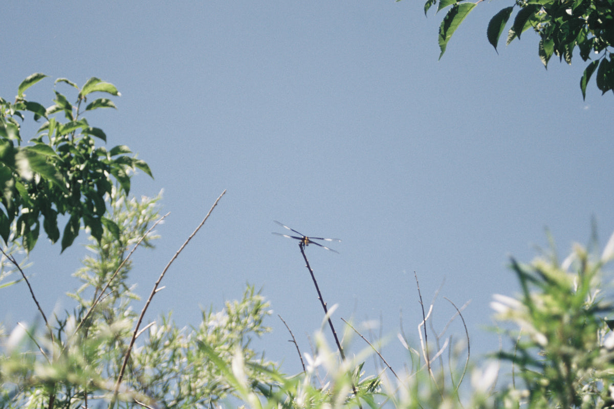 CineStill Film 50Daylight Xpro C-41 Color Negative Film (35mm Roll Film, 36 Exposures) - Victory Camera