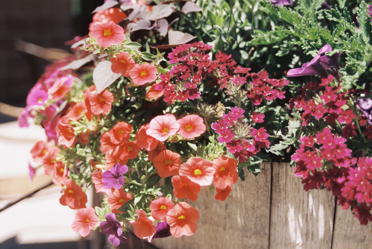 CineStill Film 50Daylight Xpro C-41 Color Negative Film (35mm Roll Film, 36 Exposures) - Victory Camera