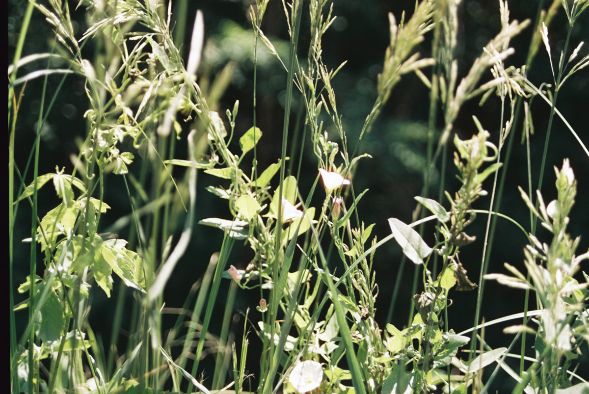 CineStill Film 50Daylight Xpro C-41 Color Negative Film (35mm Roll Film, 36 Exposures) - Victory Camera