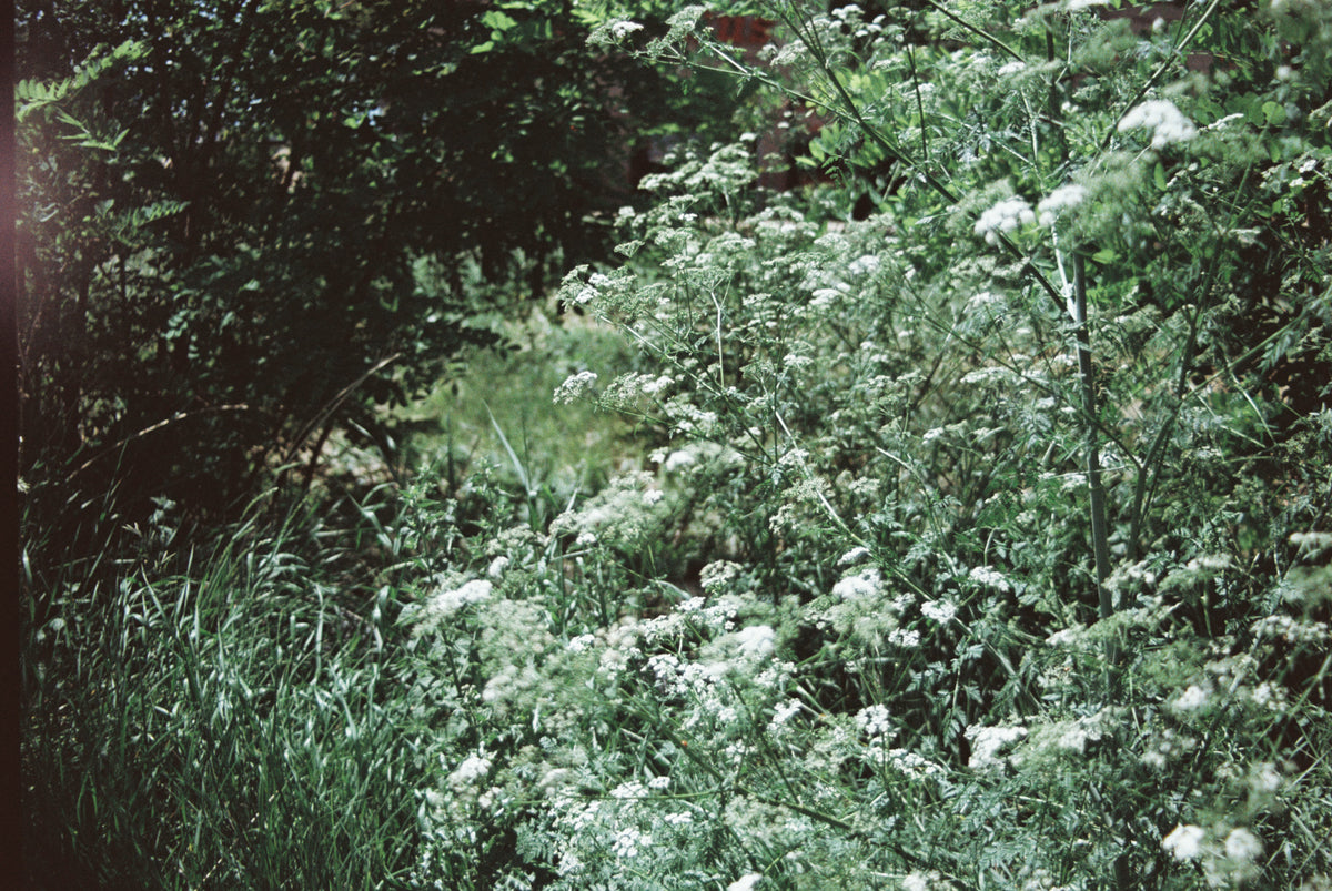 Flic Film Elektra 100 (35mm Roll Film, 36 Exposures) - Victory Camera