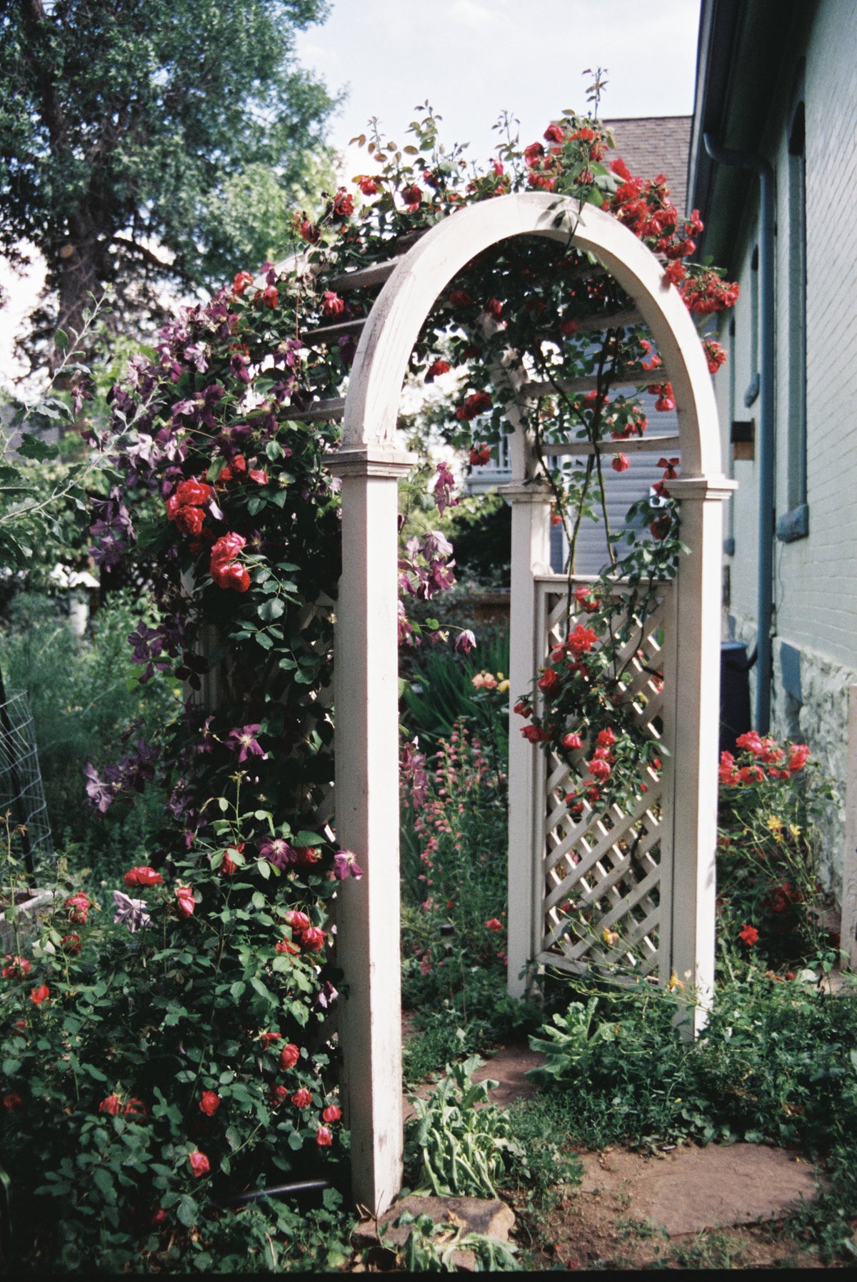 CineStill 400D Dynamic Color Negative Film (35mm Roll Film, 36 Exposures) - Victory Camera