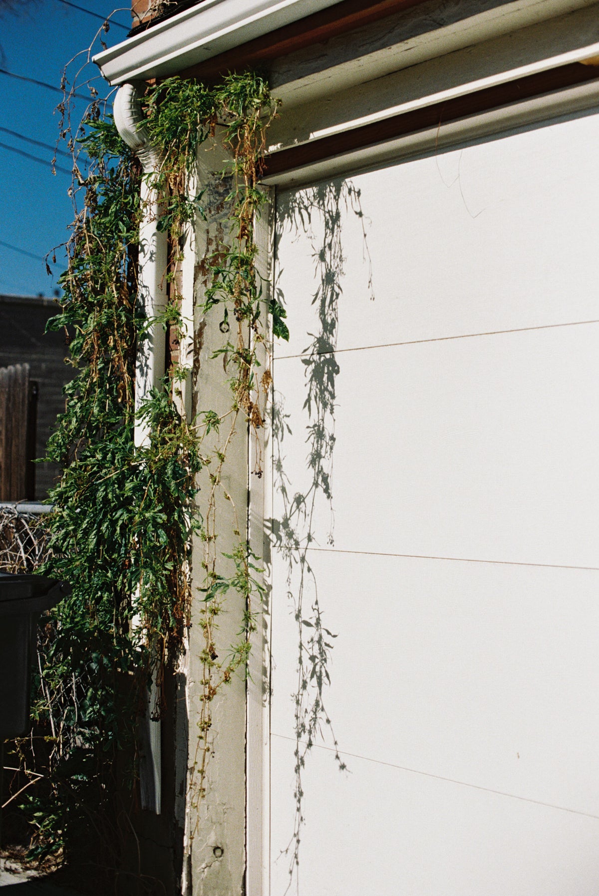 Flic Film Aurora 400 Color Negative Film (35mm Roll Film, 36 Exposures) - Victory Camera