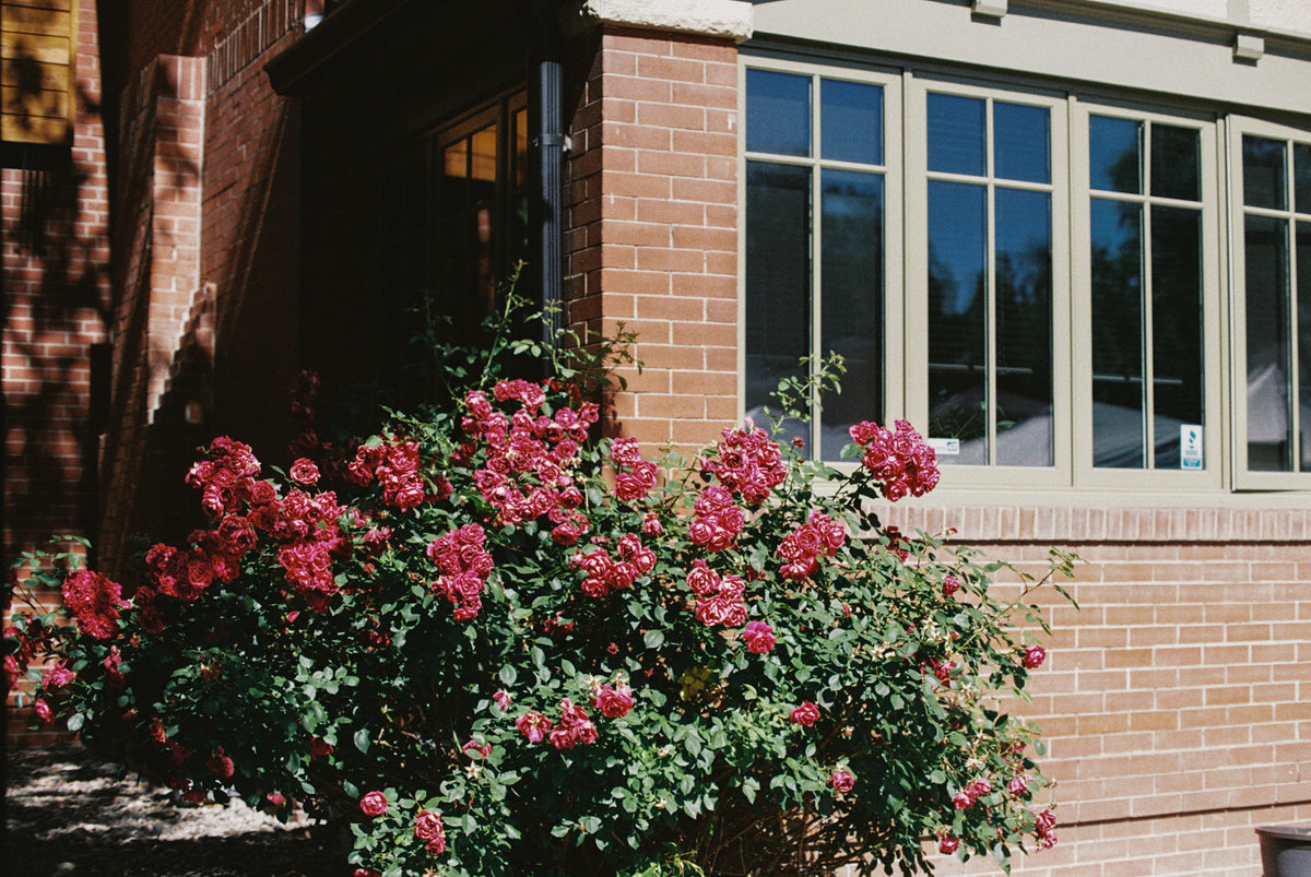 Flic Film Aurora 400 Color Negative Film (35mm Roll Film, 36 Exposures) - Victory Camera