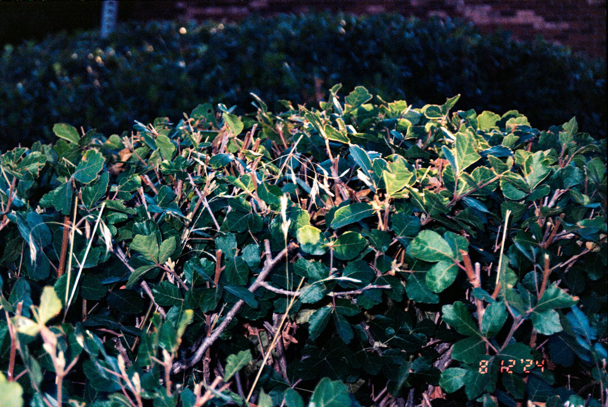 Kodak Professional Ektar 100 Color Negative Film One Roll 35mm, 36 Exposures - Victory Camera