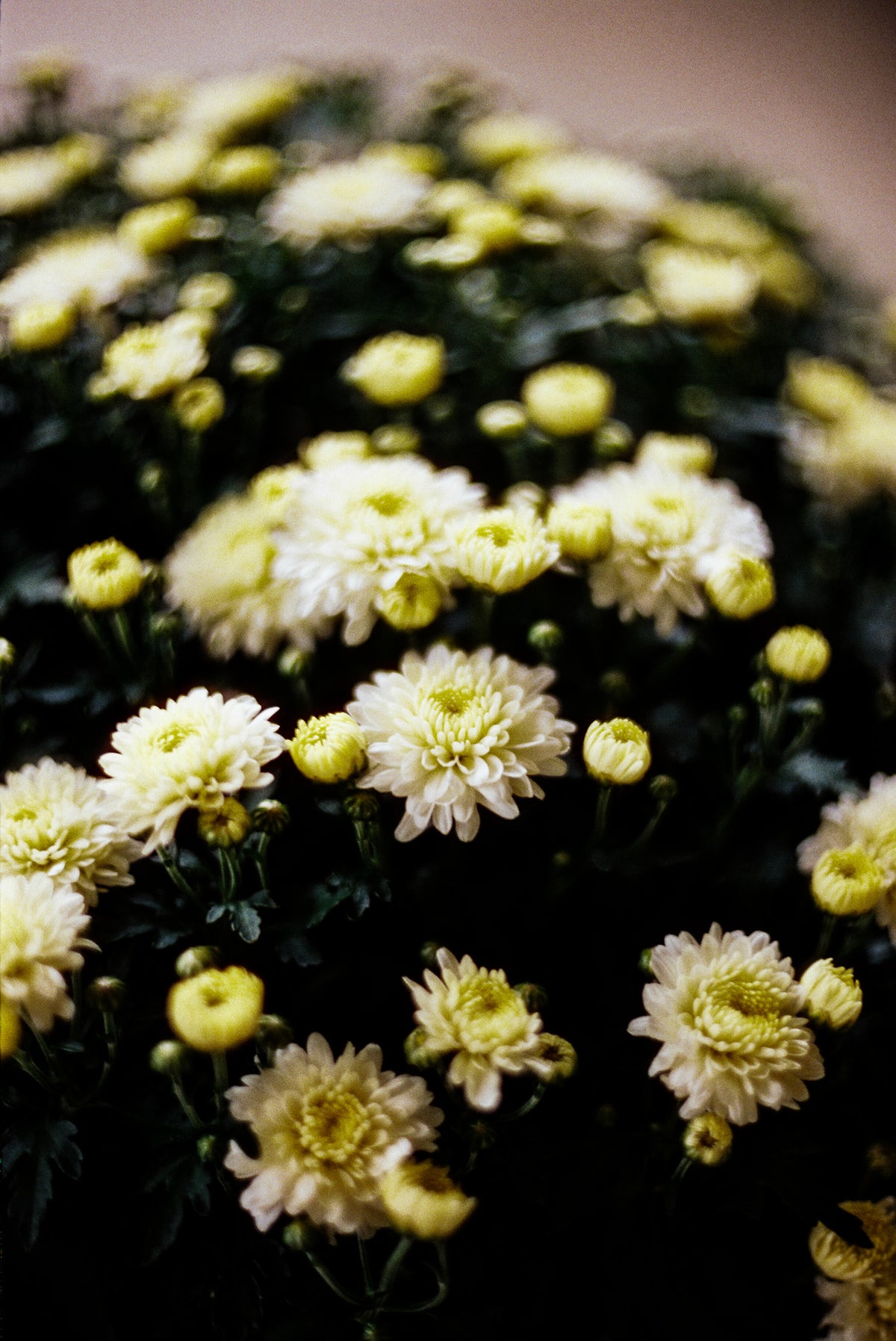 CineStill 400D Dynamic Color Negative Film (35mm Roll Film, 36 Exposures) - Victory Camera