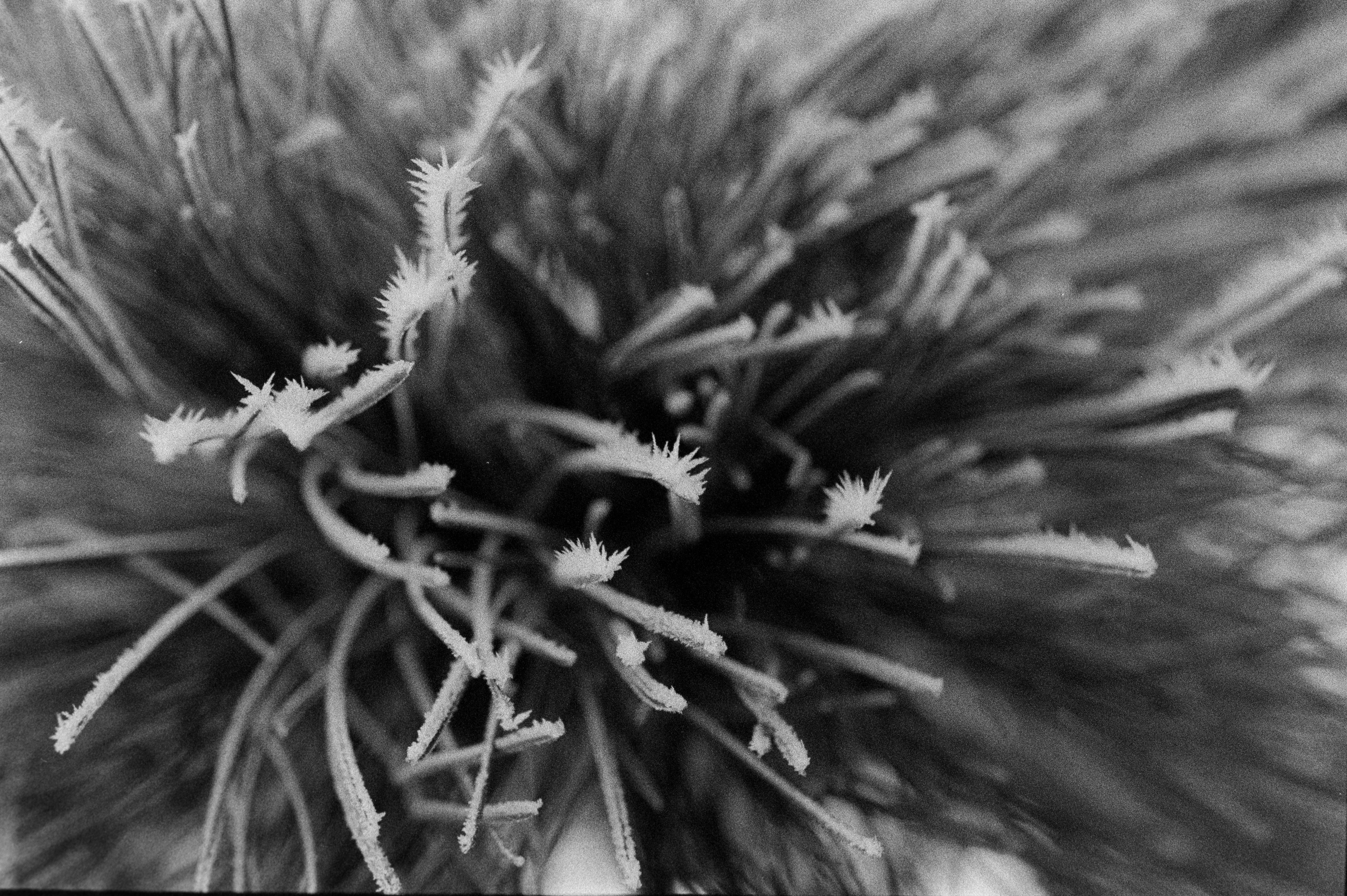 Ilford Delta 3200 Professional Black and White Negative Film (35mm Rol