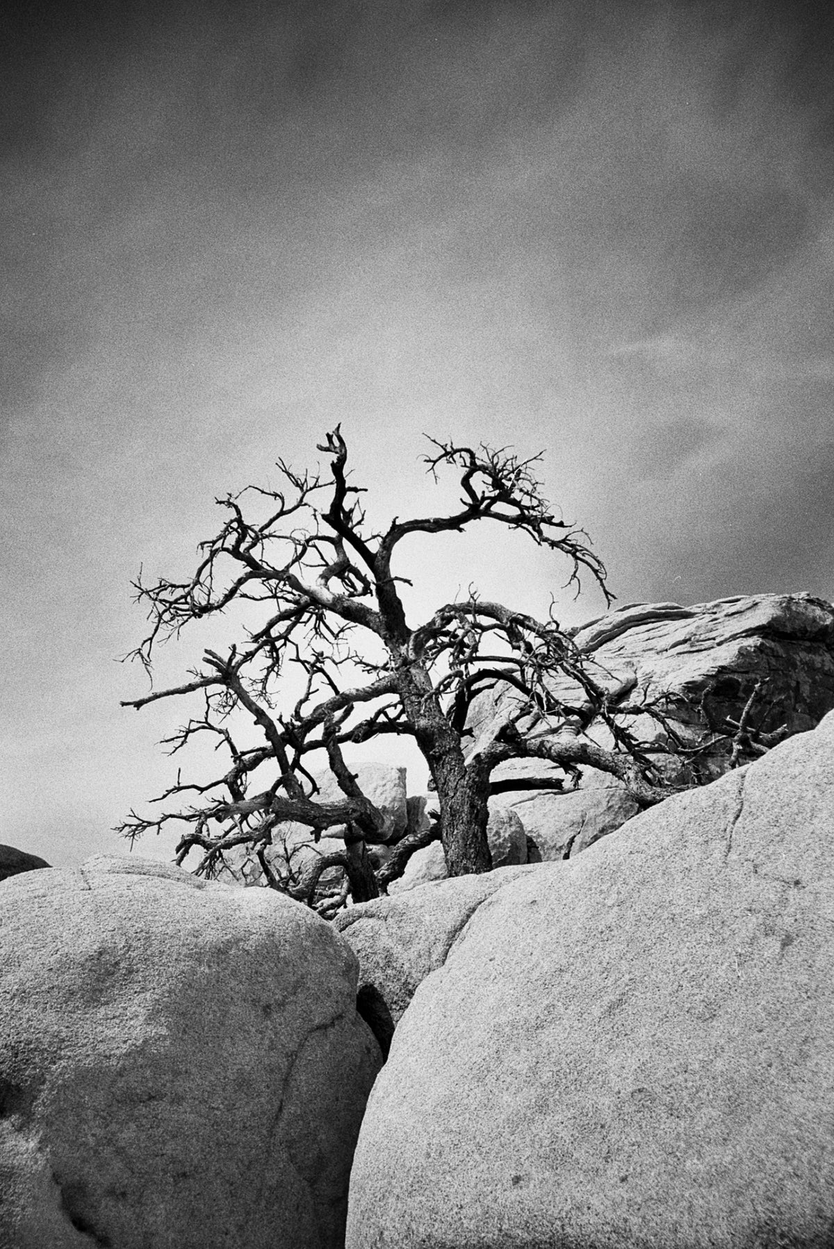 Ilford HP5 PLUS 400 Black & White Negative Film (35mm, 36 Exposures) - Victory Camera